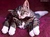 miniatura_cats_csg_061 copia